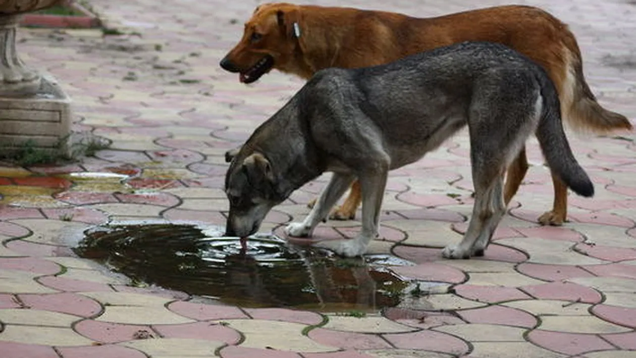 Incredibil! Un preot a împuşcat doi câini după slujbă!