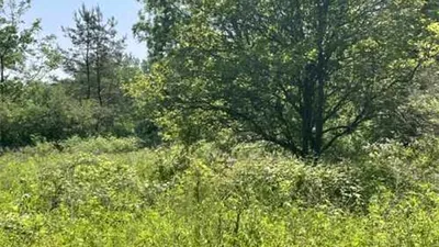 Iluzie optică virală | Aflați unde se ascunde cerbul în pădure!