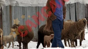 Madalin Voicu: Gigi sa-si vada de oile si de branza lui