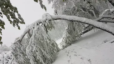 Intervenție a jandarmilor pe DN 18, în Pasul Prislop, blocat de copaci doborâți sub greutatea zăpezii