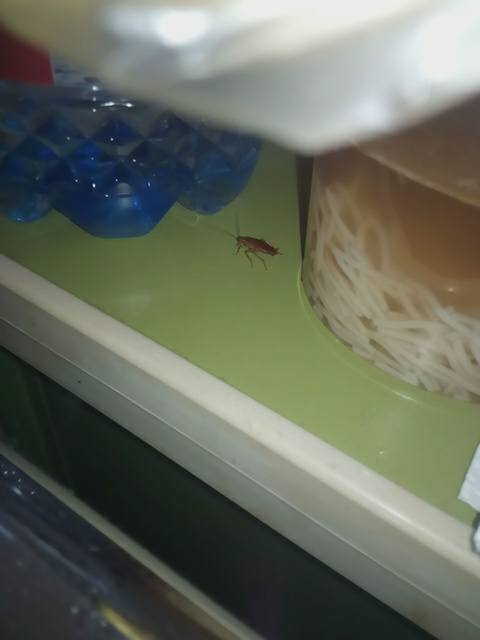 Gândacii sunt ca la ei acasă în secţia de Pediatrie