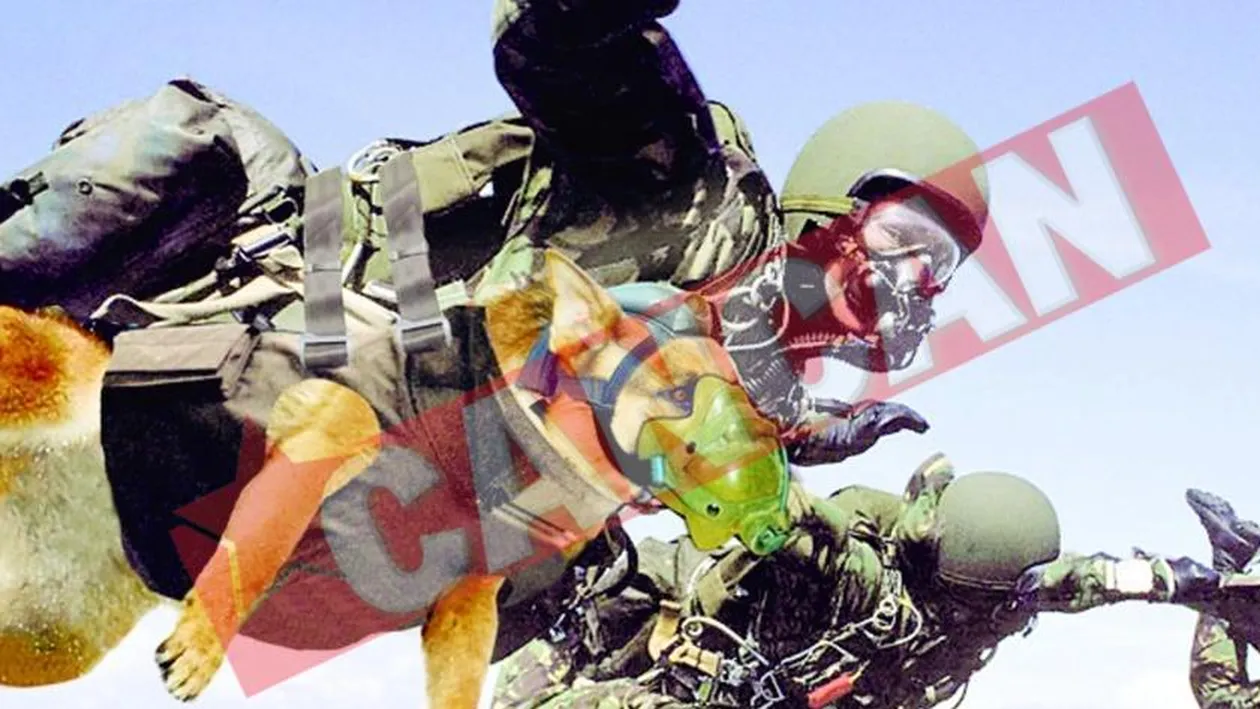 Lectii de parasutism pentru cainii soldatilor