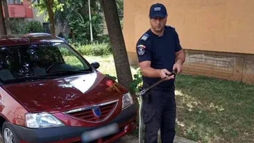 Șarpe de un metru scos de jandarmi din mașina unui cetățean