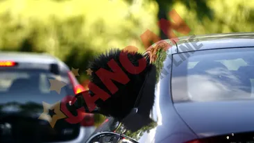 FOTO Parasolar cu blana