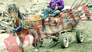 Romania, acuzata ca lasa caii sa moara