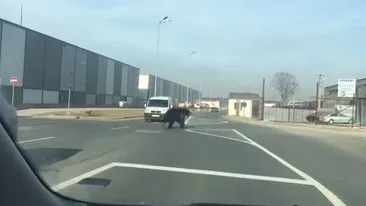 Ursul care a fost zărit pe străzile Braşovului a ajuns într-o pădure