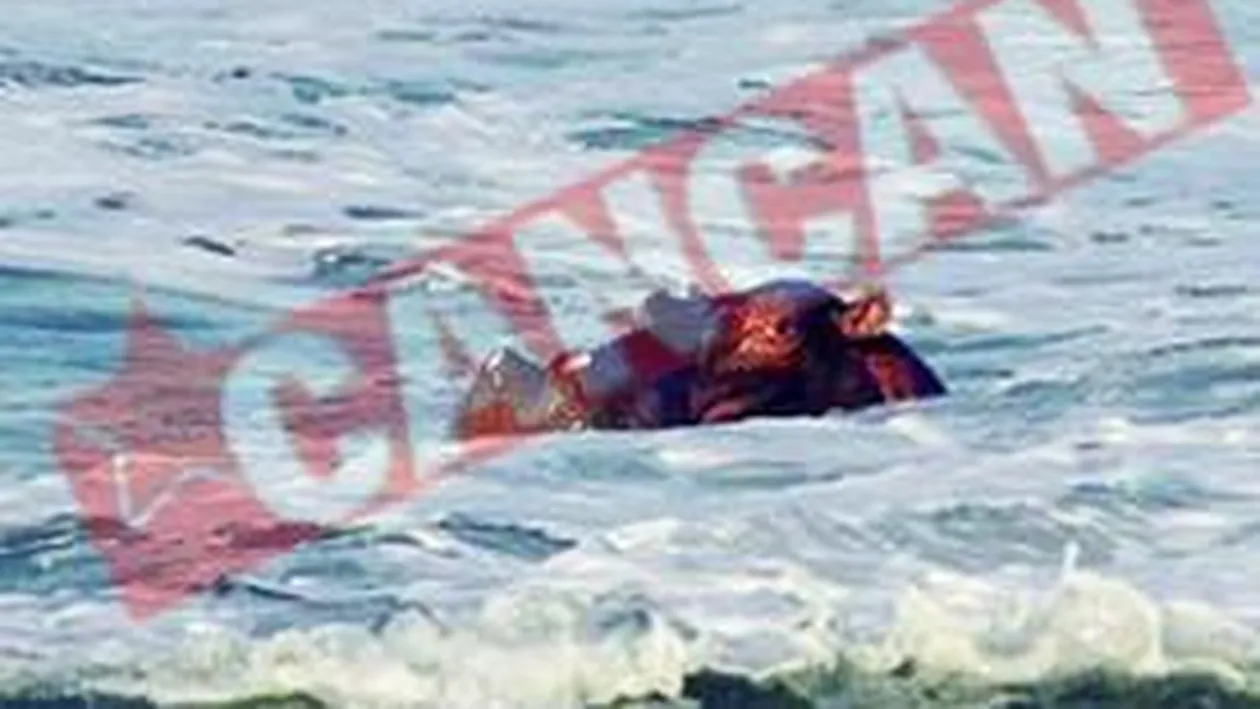 Hipopotamul care face baie in ocean