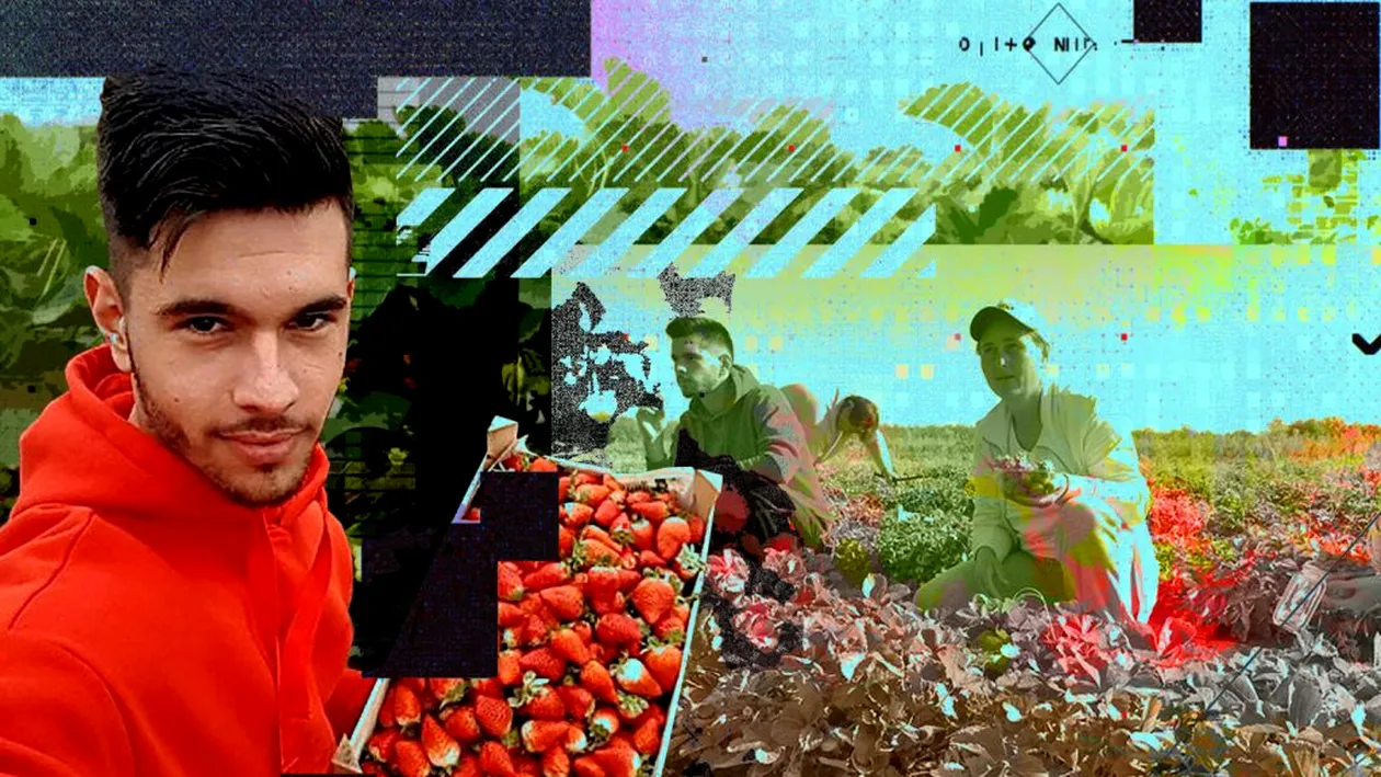 Un student de la Agronomie dă lovitura cu o plantație de căpșuni. Alex a reușit să își aducă acasă părinții care munceau în Italia de 12 ani