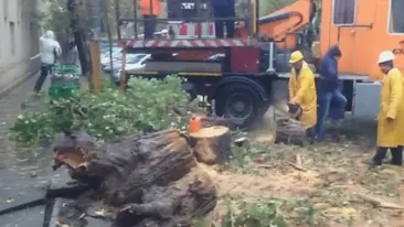 COD GALBEN în Capitală. Un copac a căzut peste o maşină de taxi, iar şoferul a fost dus la spital! 