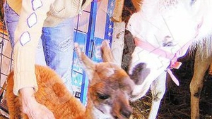Pui de lama botezat "Bacau"