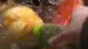 VIDEO Chinezii hranesc pestii cu biberonul!