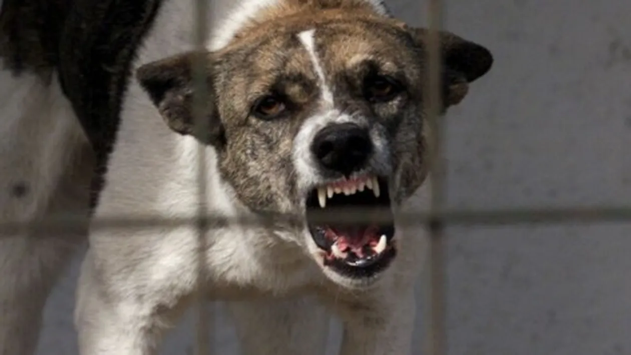 Andrei Chiliman a pus gand rau falsilor iubitori de animale! Amenzile urca pana la 2.500 de lei!