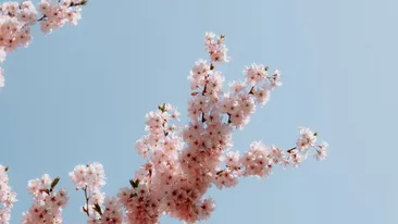 Tradiții și obiceiuri în Sâmbăta Floriilor. Ce nu trebuie să faci niciodată în Sâmbăta lui Lazăr