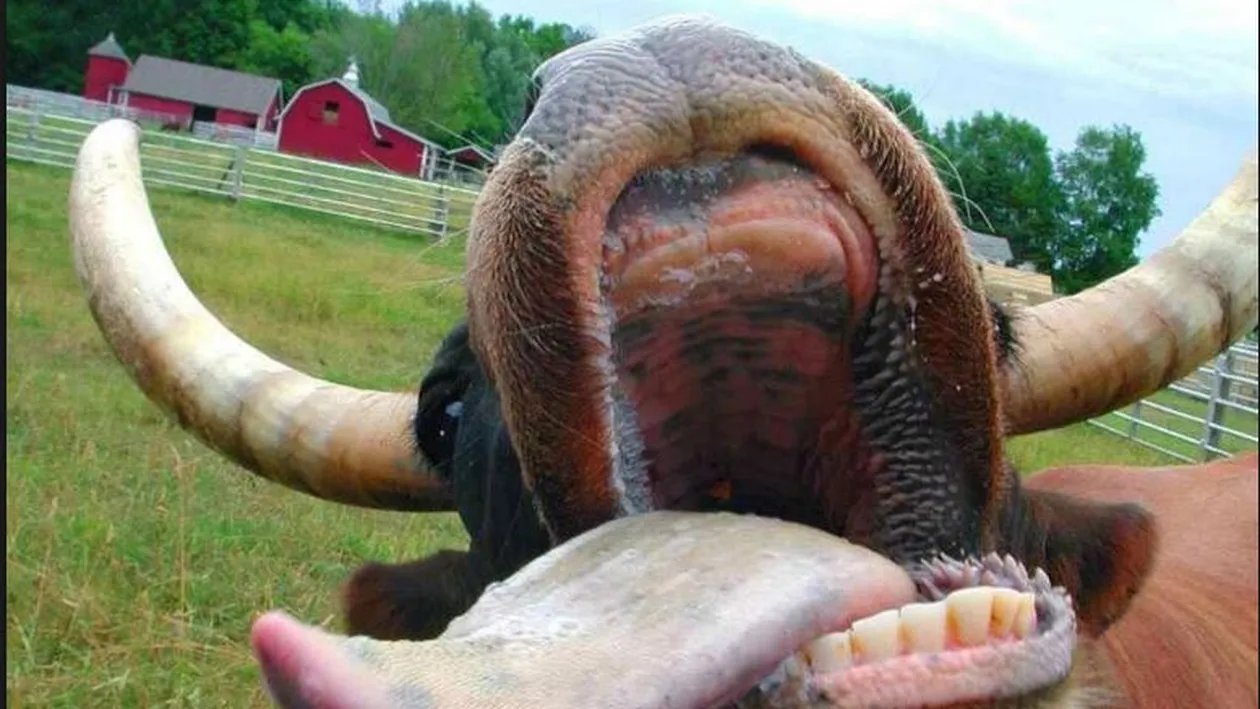 Licitație la Bârlad cu animalele de la Grădina Zoologică! Lista de prețuri! Cât costă fazanii sau bivolul indian