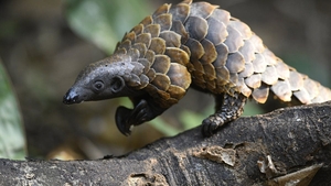 Decizie radicală în China! Solzii de pangolin au fost scoși de pe lista ingredientelor folosite în medicina tradiţională