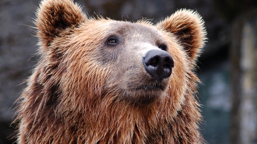 BANCUL ZILEI | Un ateu se plimba prin pădure