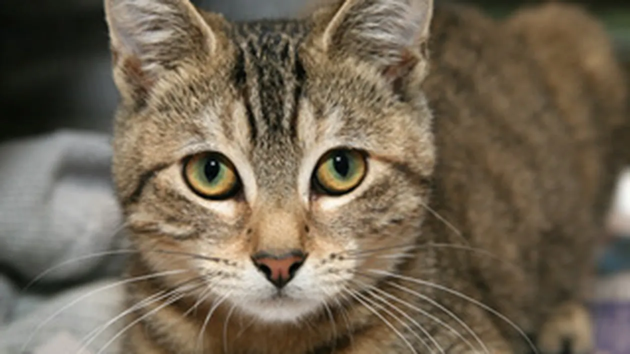 O pisica a fost citata sa faca parte din juriu la un proces!