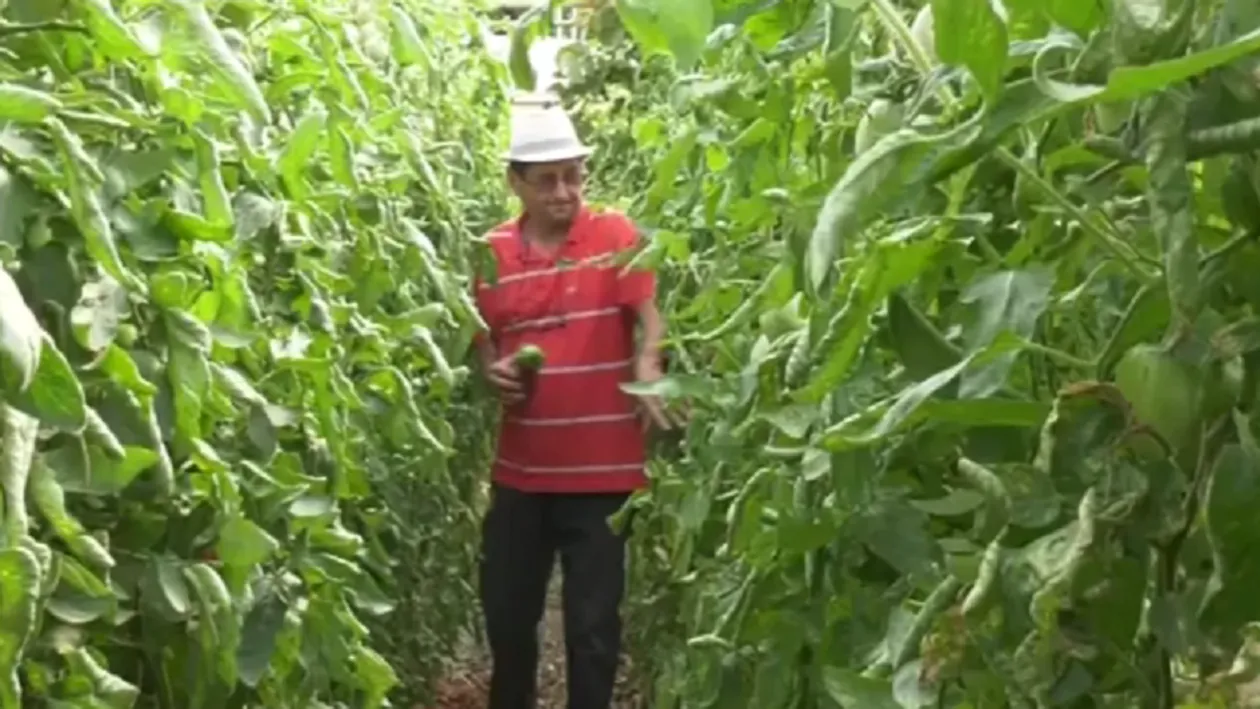 Un profesor din Bihor a dat lovitura cu o afacere rară în România. Ce cultivă acesta într-o seră specială