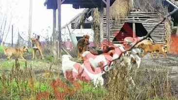 Si-a vandut casa si masina si si-a dat demisia pentru a adopta  1.500 de caini