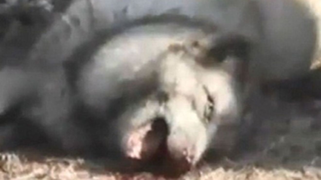 Monstruos! Iata cum sunt jupuite niste animale pentru cizme UGG