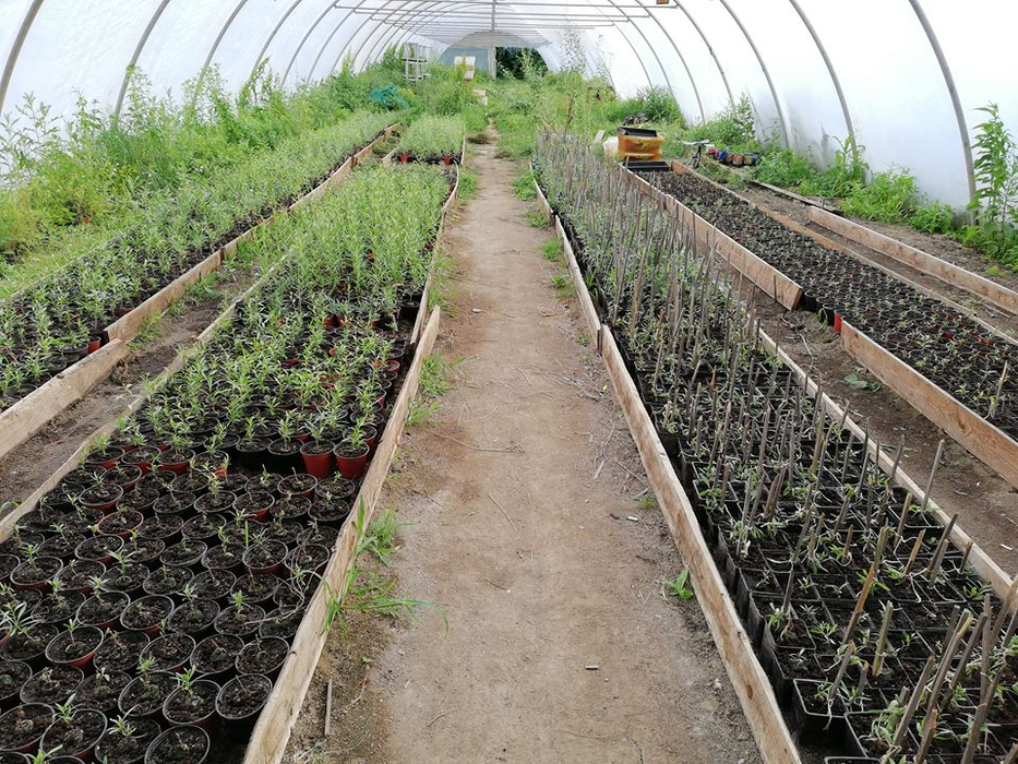 Cultivatorul a luat-o de mai multe ori de la zero