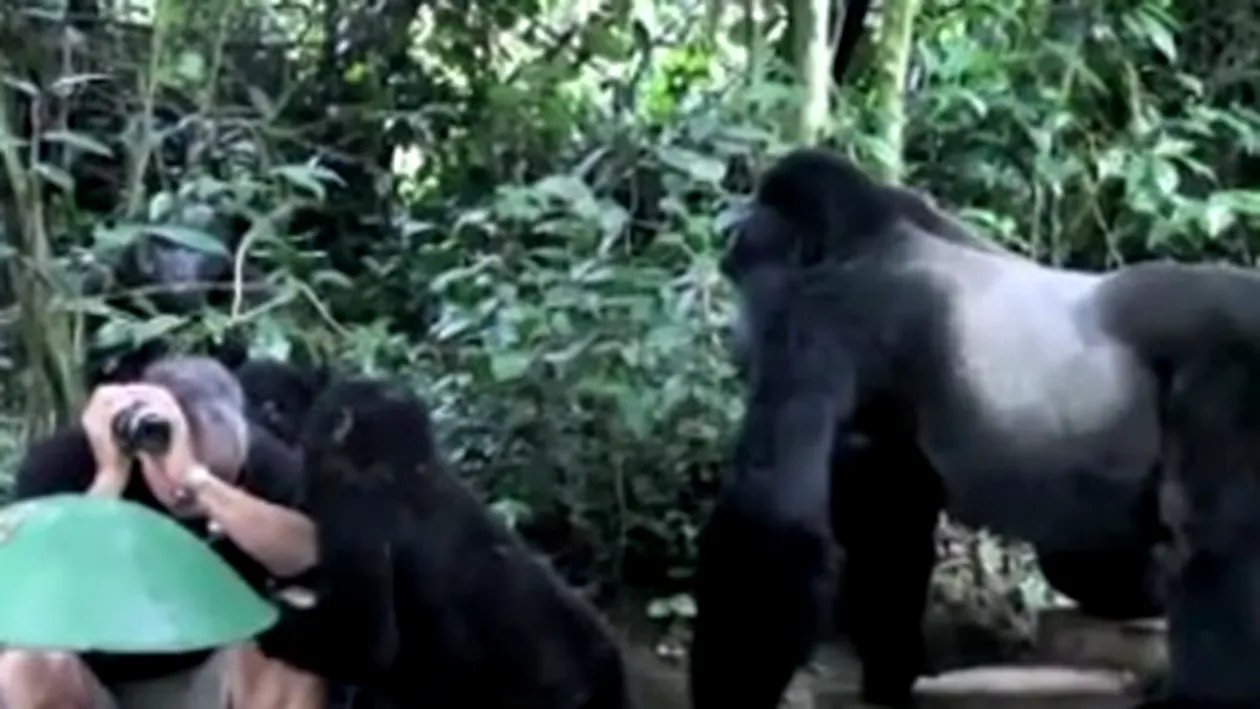VIDEO O singura miscare l-ar fi ucis!  Vezi reactia unui turist inconjurat de gorile!