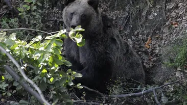Trei urşi au fost salvaţi din laţuri metalice, în județul Vâlcea