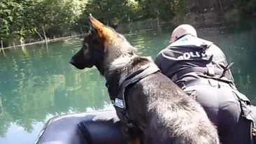 O misiune care-i va pune cu botul pe labe: politistii romani se duc sa antreneze caini la Chisinau!