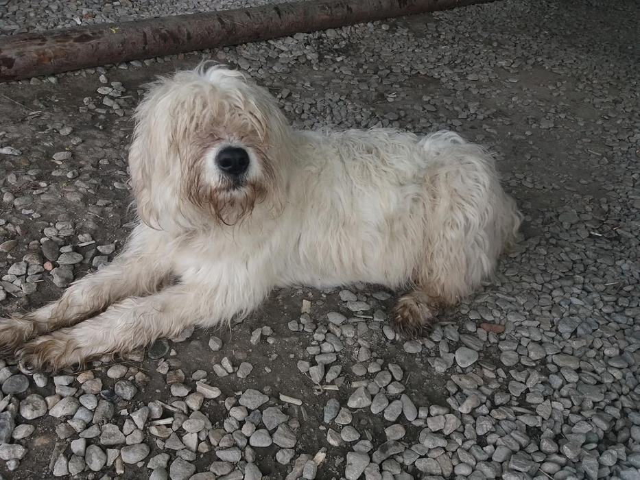Unul dintre câinii ciobănești care stau cuminți la poză