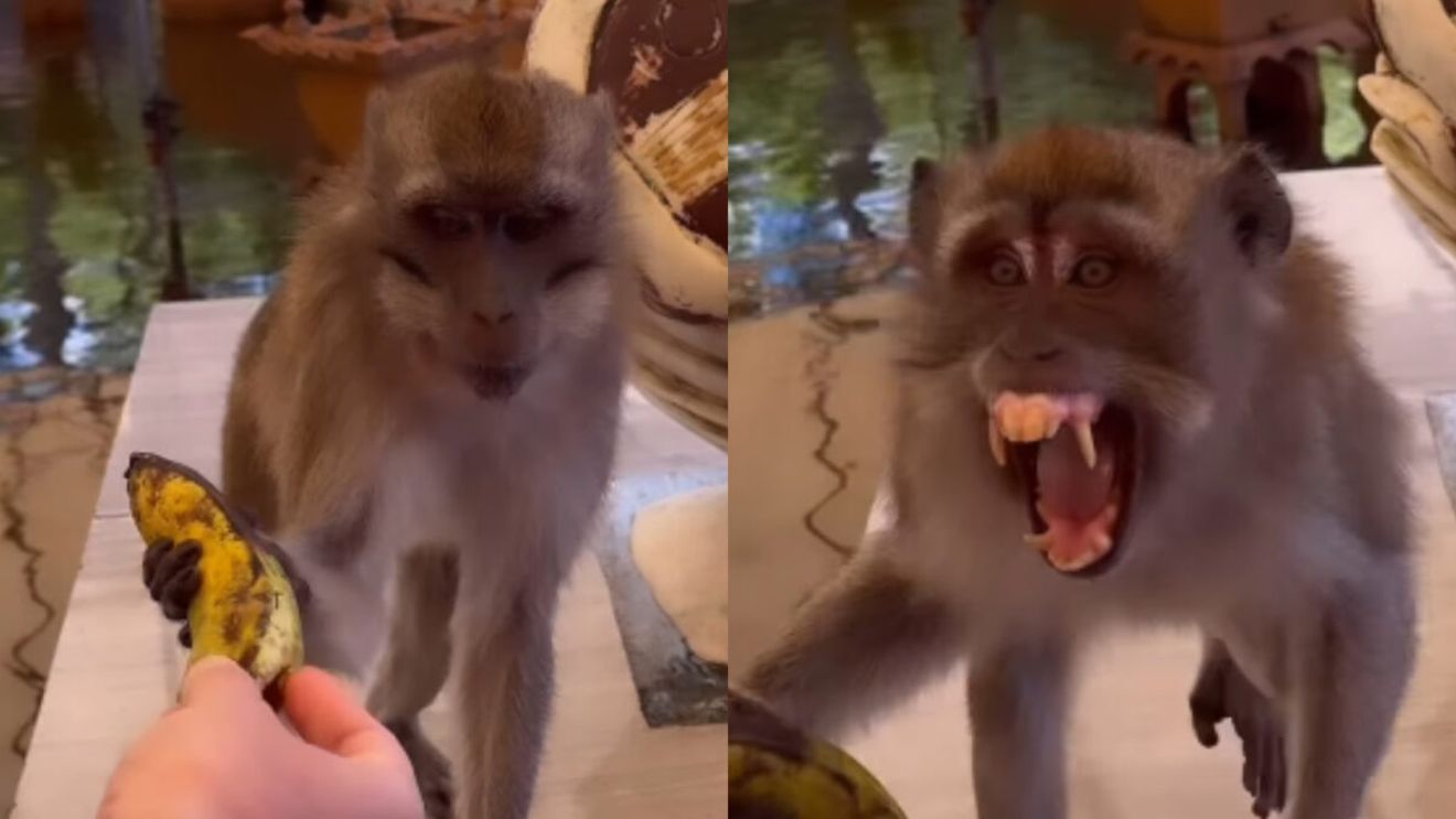 Flick, tâlhărit de o maimuță. Vacanță cu peripeții pentru Domnul Rimă și Denisa Filcea: ”Nu era deloc liniștită”