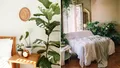 Planta care nu trebuie ținută niciodată în dormitor. Îți face rău pe timp de noapte și poate cauza mari probleme