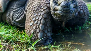 Țestoasele gigant revin în Galapagos după mai bine de un secol. Un proiect de conservare readuce la viață un ecosistem pierdut