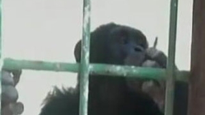 VIDEO Un cimpanzeu fumator a fost internat la dezintoxicare