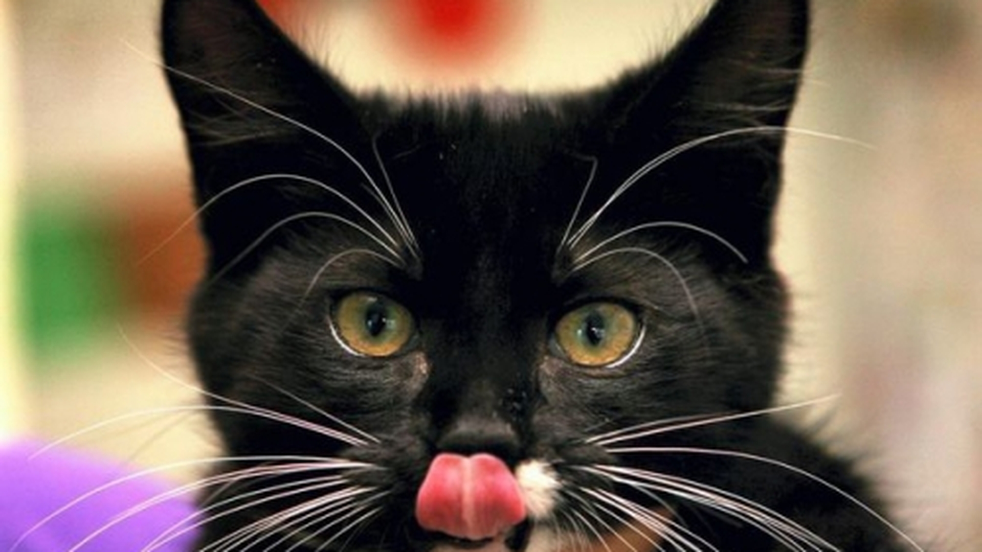 Dovada că pisicile au nouă vieti! Un pui de felină a supravietuit după ce a fost băgat in masina de spălat: "Am crezut că e mort"
