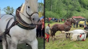 Ce s-a întâmplat, de fapt, cu Falko? Martorii au făcut dezvăluiri șocante despre stăpânul calului