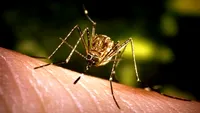 Deces cauzat de West Nile, în Suceava. Alte cazuri au fost raportate la spital