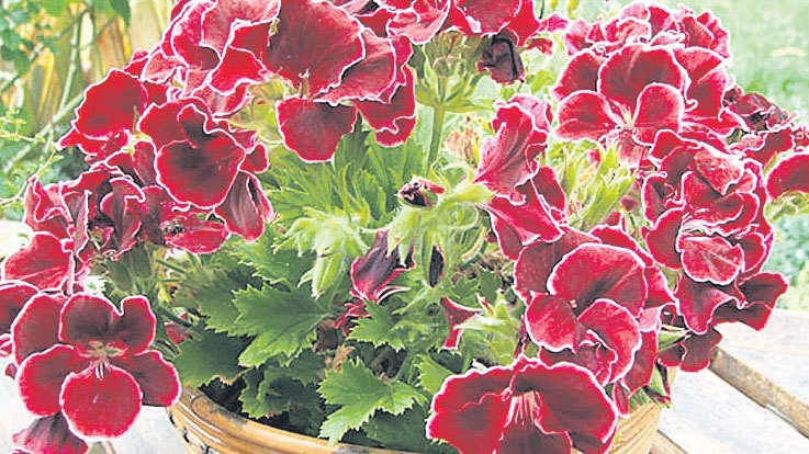 Plantele care iti dau energie. De ce trebuie sa ai muscate in casa si sa iti bagi cate o frunza in fiecare ureche