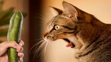 S-a elucidat misterul! De ce se sperie pisicile când văd un castravete, de fapt