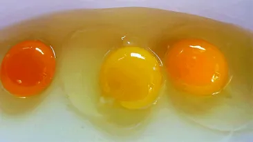 Stii sa deosebesti ouale bune de restul? Afla cum sa iti dai seama dupa culoarea galbenusului, daca gaina este sanatoasa sau nu!