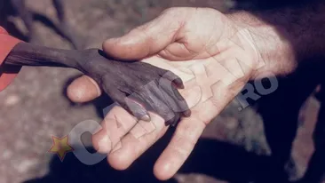 Povestea incredibila a unei fotografii socante:  Mana uscata care a tulburat o lume intreaga!