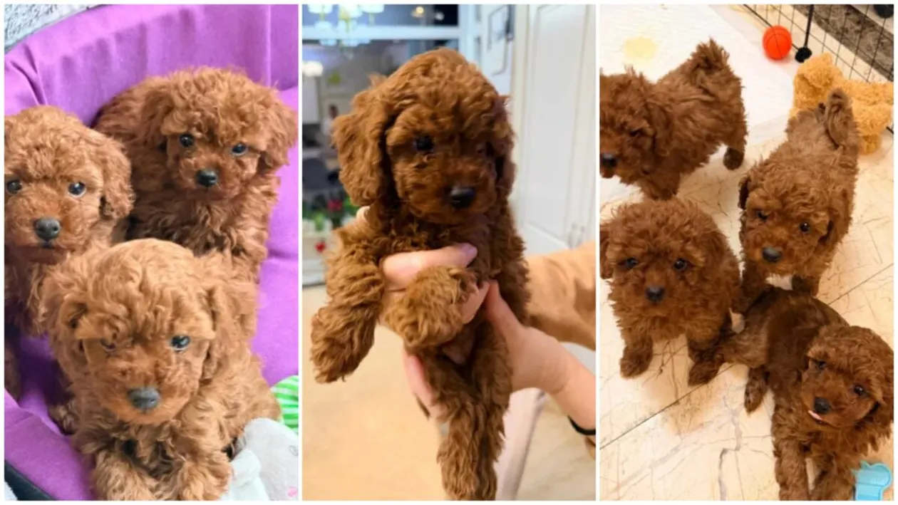 Cât o mașină la mâna a doua. Cu cât a ajuns să se vândă un Pudel în 2026