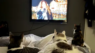 Ce înțeleg pisicile, de fapt, când se uită la TV. Puțini stăpâni știu acest lucru