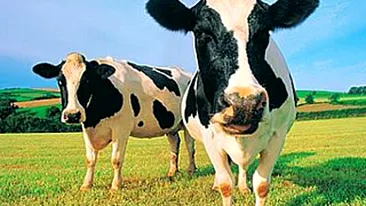 Trei vaci au provocat deraierea unui tren de calatori in Spania