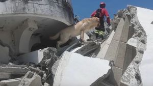 EMOŢIONANT. Un câine care a salvat şapte oameni de sub dărâmături, în urma cutremurului din Ecuador, a murit de epuizare