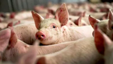 Pesta porcină din nou la cel mai mare complex de porci din România