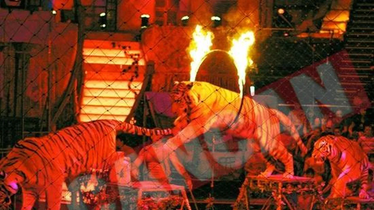 Singurii din Europa care dreseaza tigri siberieni