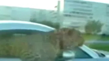 VIDEO Gore din Cluj ar fi putut lua lectii de aici! Un arab interlop isi plimba tigrul intr-o masina de sute de mii de euro!