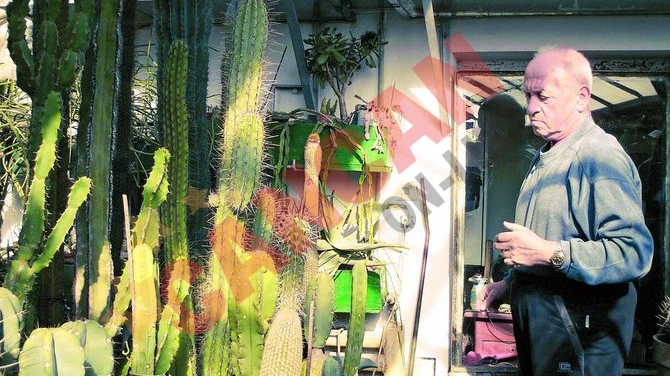 Creste 10.000 de cactusi