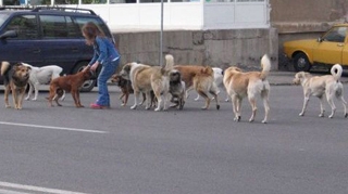 ALARMA IN CAPITALA! Peste 300 de bucuresteni au fost muscati de caini in luna august!
