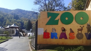 S-a intamplat la Brasov! Vezi cum a furat o maimuta telefonul unui barbat in ultima zi a anului